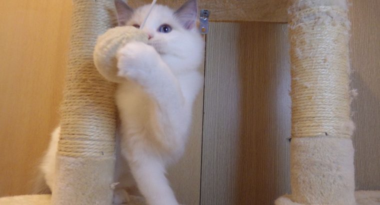 Stewart” 🥰💖 Ragdoll boy
