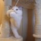 Stewart” 🥰💖 Ragdoll boy