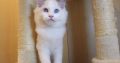 Stewart” 🥰💖 Ragdoll boy