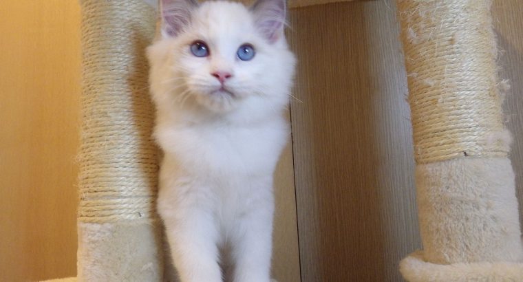 Stewart” 🥰💖 Ragdoll boy