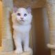 Stewart” 🥰💖 Ragdoll boy