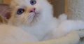 Stewart” 🥰💖 Ragdoll boy