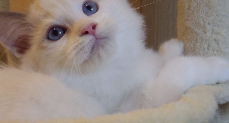 Stewart” 🥰💖 Ragdoll boy