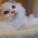 Stewart” 🥰💖 Ragdoll boy