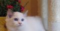 Stewart” 🥰💖 Ragdoll boy