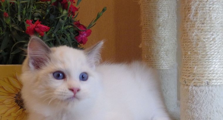Stewart” 🥰💖 Ragdoll boy