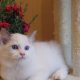 Stewart” 🥰💖 Ragdoll boy