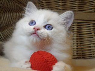 „Udine” Ragdoll Girl!😍💖💖😍