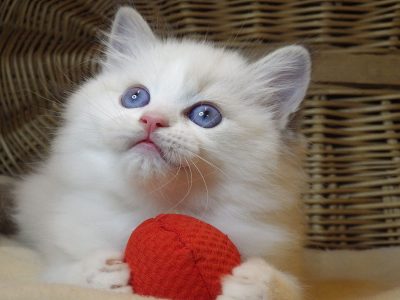 „Udine” Ragdoll Girl!😍💖💖😍