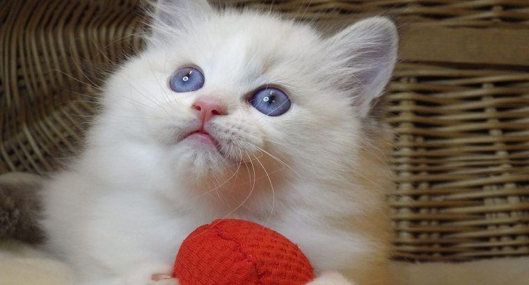 „Udine” Ragdoll Girl!😍💖💖😍