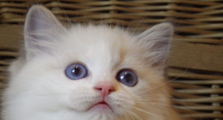 „Udine” Ragdoll Girl!😍💖💖😍