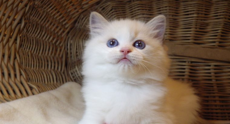 „Udine” Ragdoll Girl!😍💖💖😍