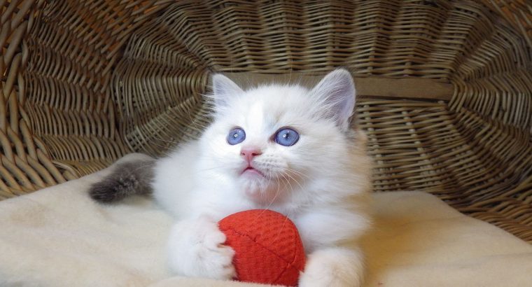 „Udine” Ragdoll Girl!😍💖💖😍
