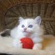 „Udine” Ragdoll Girl!😍💖💖😍