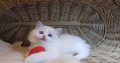 „Udine” Ragdoll Girl!😍💖💖😍