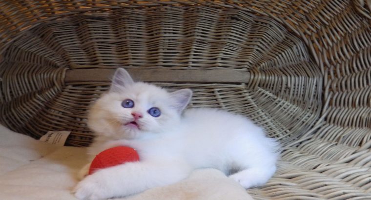 „Udine” Ragdoll Girl!😍💖💖😍
