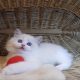 „Udine” Ragdoll Girl!😍💖💖😍