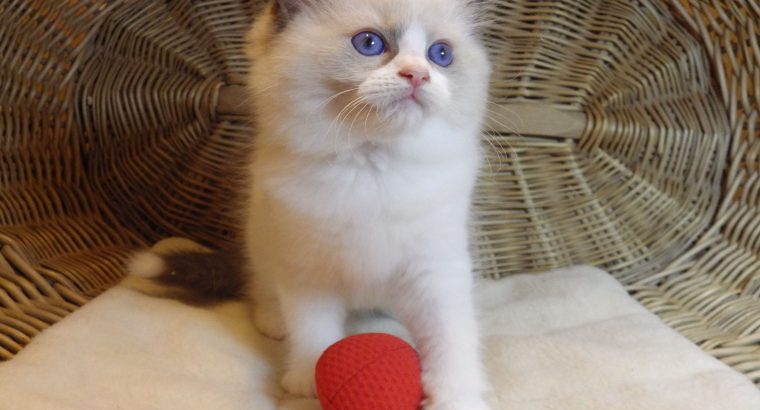 „United” Ragdoll boy!😍💖💖😍