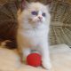 „United” Ragdoll boy!😍💖💖😍