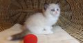 „United” Ragdoll boy!😍💖💖😍