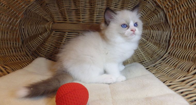 „United” Ragdoll boy!😍💖💖😍