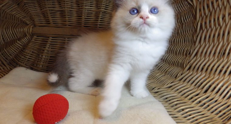 „United” Ragdoll boy!😍💖💖😍