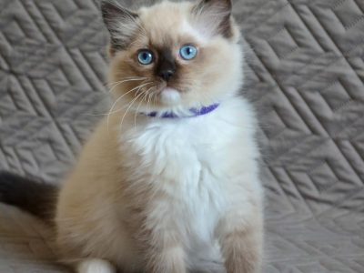 Ragdoll kislány cica