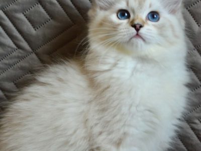 Ragdoll kislány cica
