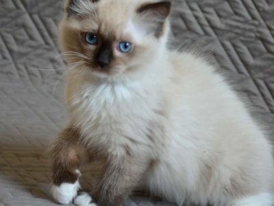 Ragdoll kislány cica