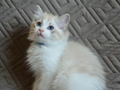 Ragdoll kisfiú cica