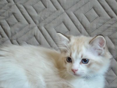 Ragdoll kisfiú cica