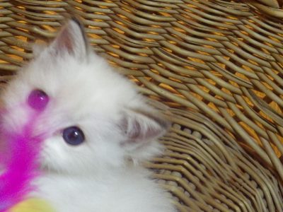 „Unlimited” Ragdoll Boy!😍💖💖😍