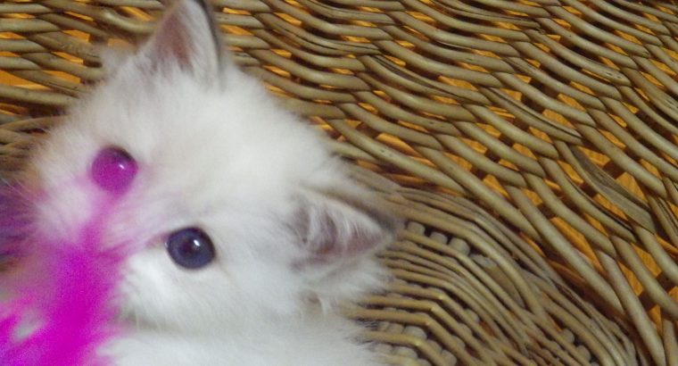„Unlimited” Ragdoll Boy!😍💖💖😍