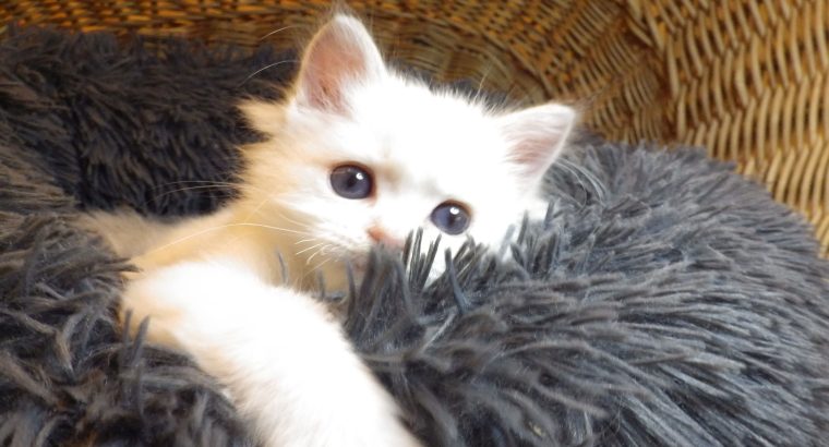 „Unlimited” Ragdoll Boy!😍💖💖😍