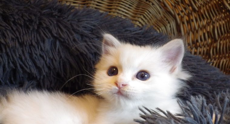 „Unlimited” Ragdoll Boy!😍💖💖😍