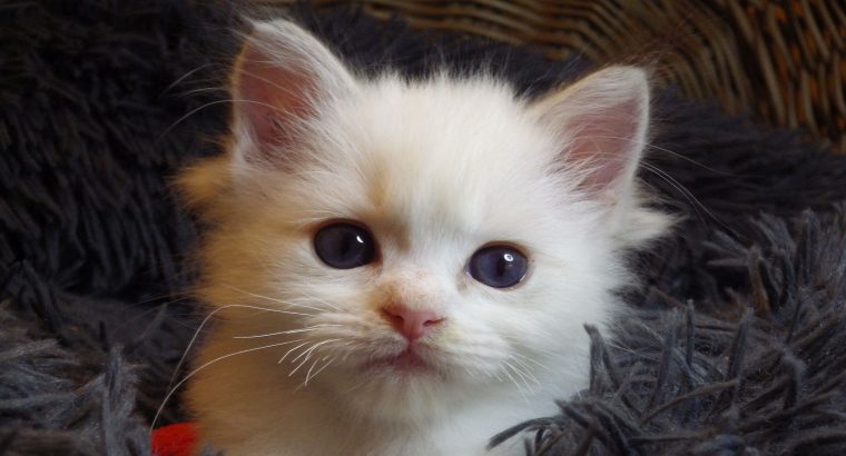 „Unlimited” Ragdoll Boy!😍💖💖😍