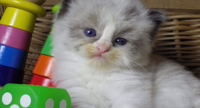 „Vegas” Ragdoll Boy!😍💖💖😍