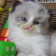 „Vegas” Ragdoll Boy!😍💖💖😍