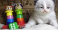 „Vegas” Ragdoll Boy!😍💖💖😍