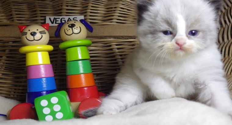 „Vegas” Ragdoll Boy!😍💖💖😍