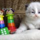 „Vegas” Ragdoll Boy!😍💖💖😍