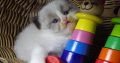 „Vegas” Ragdoll Boy!😍💖💖😍