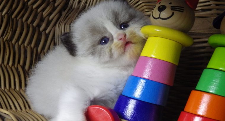 „Vegas” Ragdoll Boy!😍💖💖😍