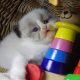 „Vegas” Ragdoll Boy!😍💖💖😍