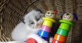 „Vegas” Ragdoll Boy!😍💖💖😍