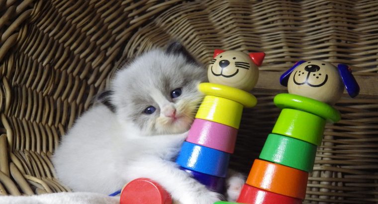 „Vegas” Ragdoll Boy!😍💖💖😍