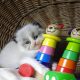 „Vegas” Ragdoll Boy!😍💖💖😍