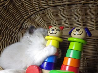 „Vegas” Ragdoll Boy!😍💖💖😍