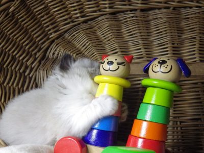 „Vegas” Ragdoll Boy!😍💖💖😍