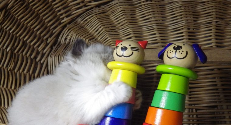 „Vegas” Ragdoll Boy!😍💖💖😍